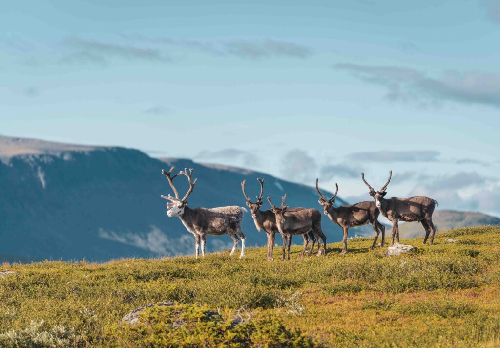Lapland Trail - Rendieren